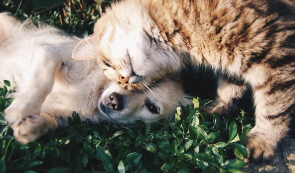 Perros y gatos