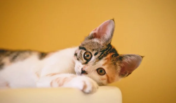 Imagen de seguro para gato