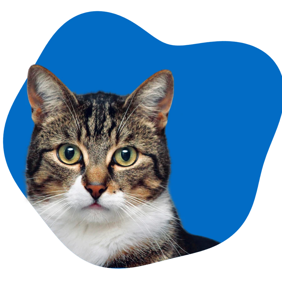 Gato asegurado con Selectra
